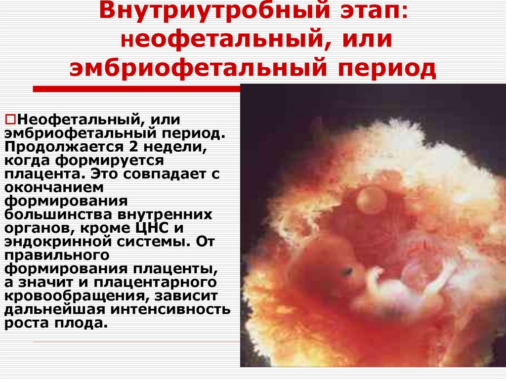 Внутриутробный этап: неофетальный, или эмбриофетальный период