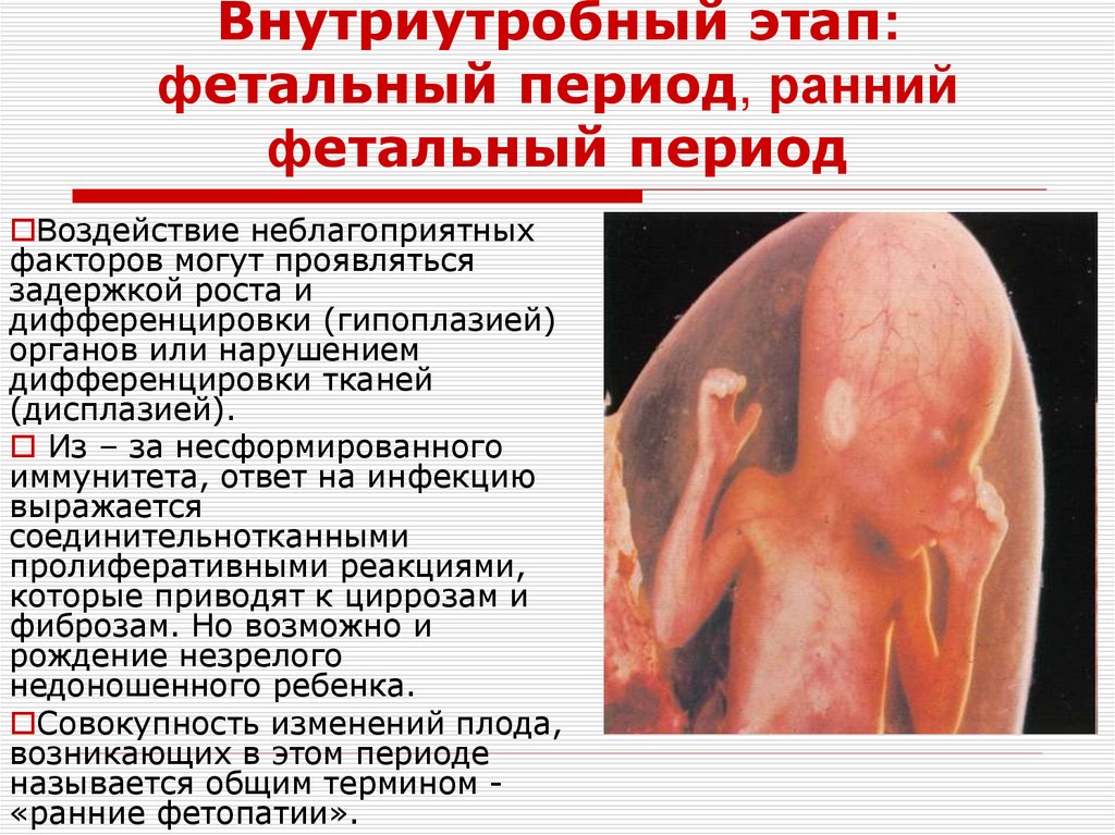Внутриутробный этап: фетальный период, ранний фетальный период