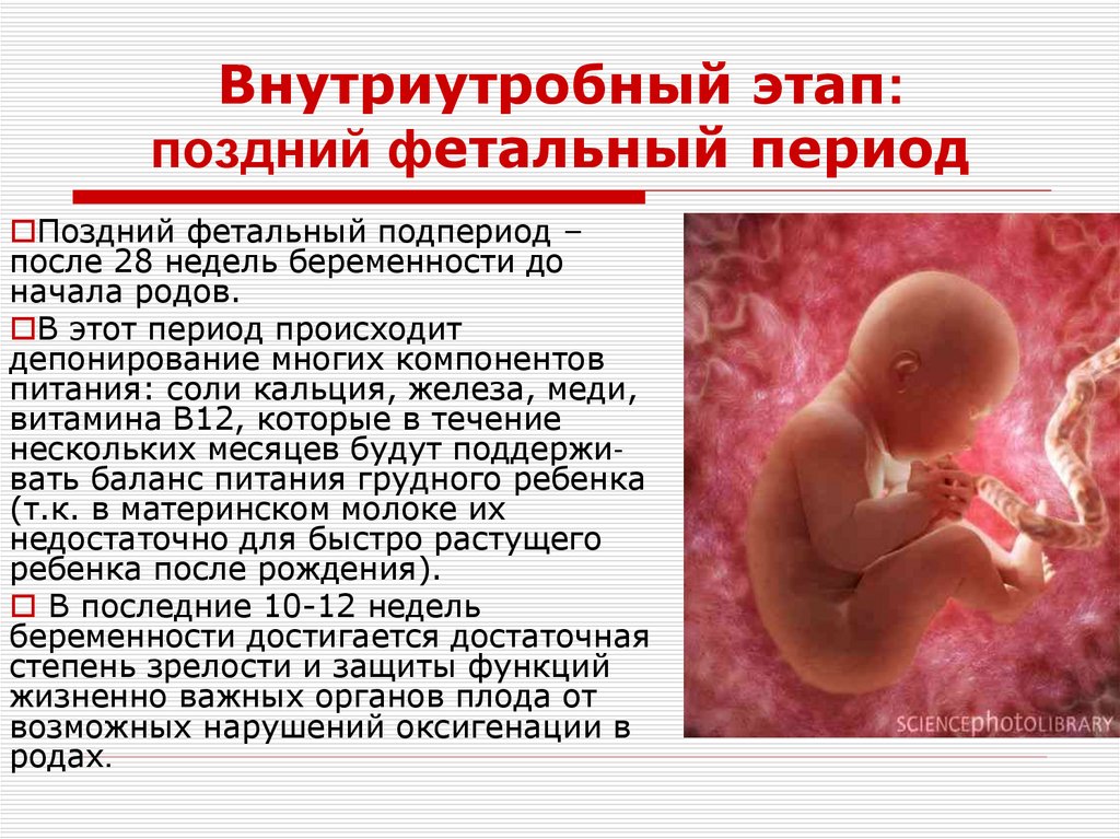 Внутриутробный этап: поздний фетальный период