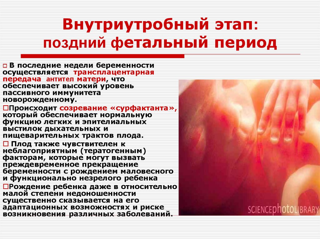 Внутриутробный этап: поздний фетальный период