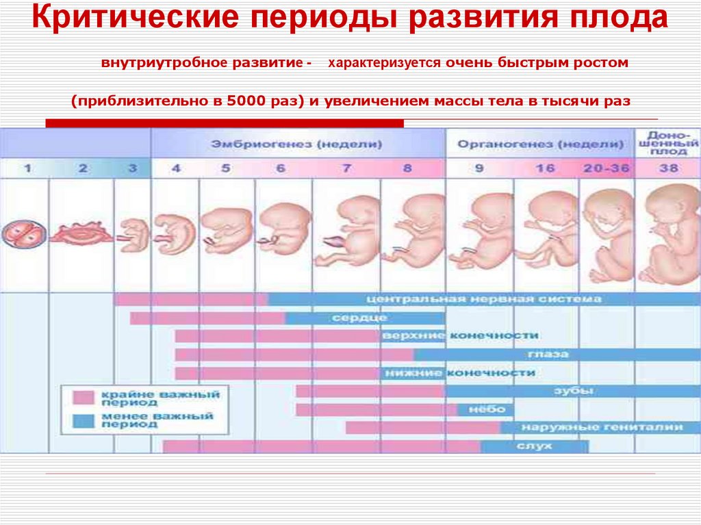 Критические периоды развития плода внутриутробное развитие - характеризуется очень быстрым ростом (приблизительно в 5000 раз) и