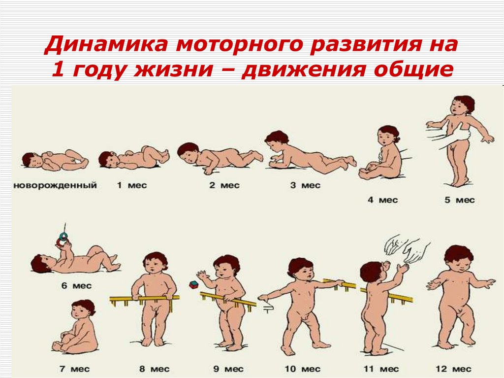 Динамика моторного развития на 1 году жизни – движения общие