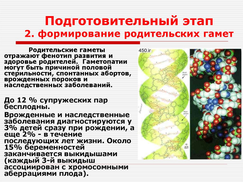 Подготовительный этап 2. формирование родительских гамет