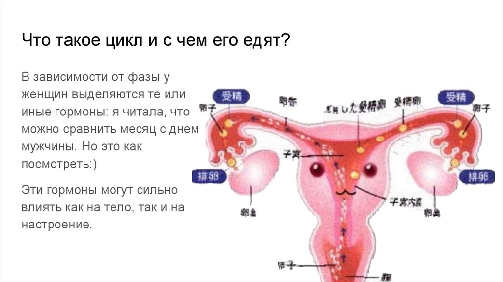 Что такое цикл и с чем его едят?