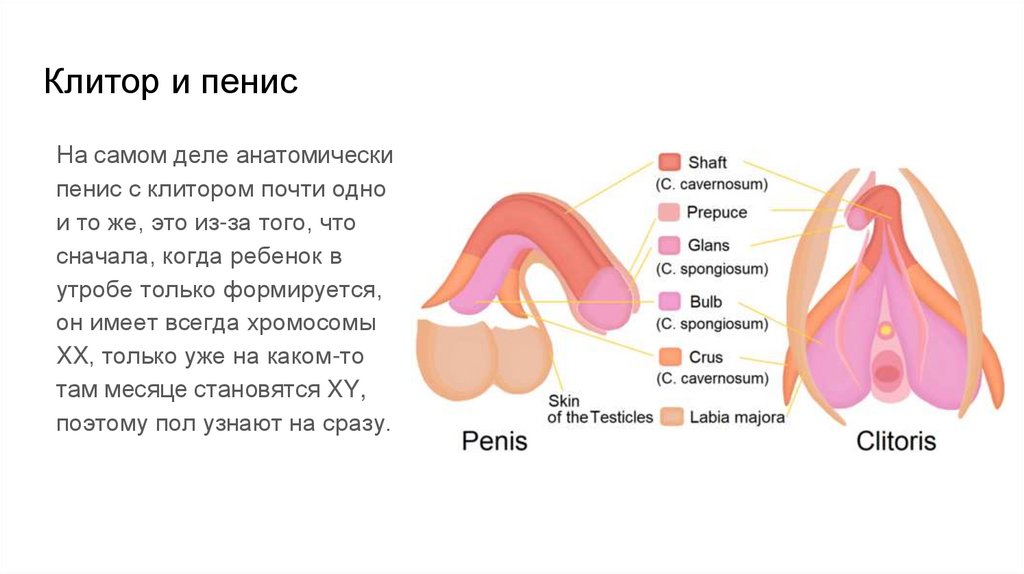 Клитор и пенис