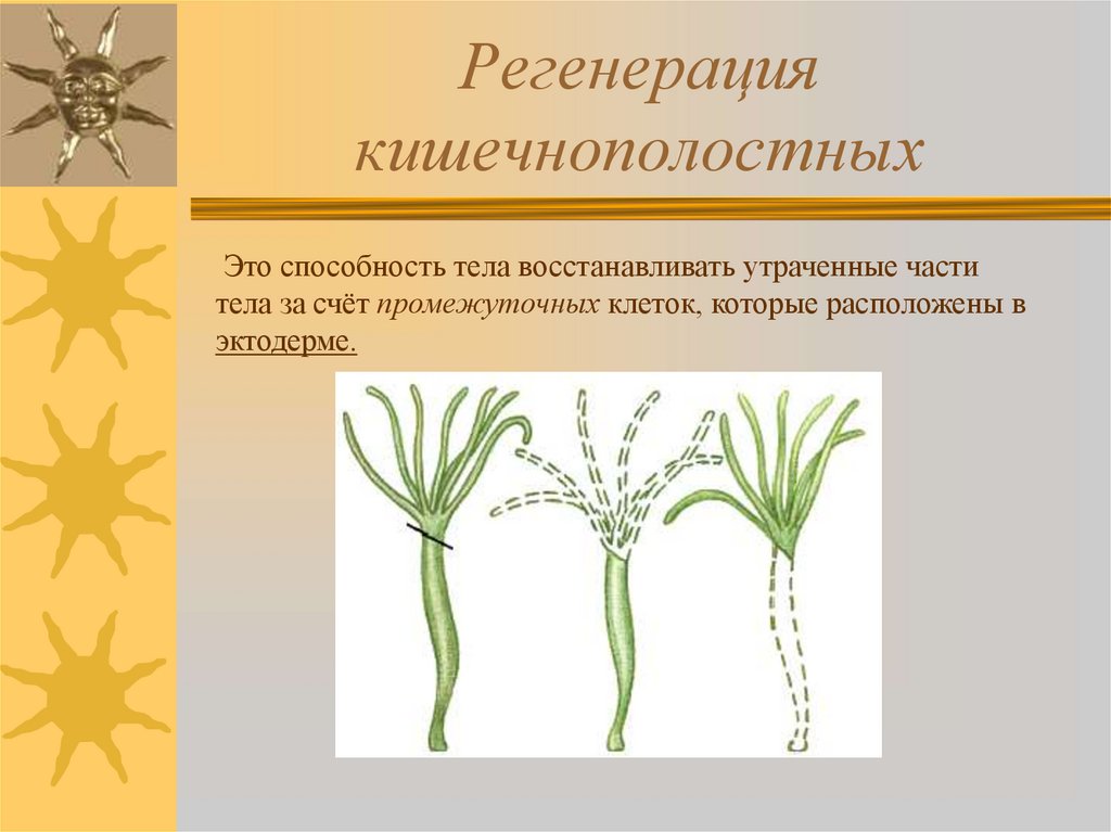 Регенерация кишечнополостных