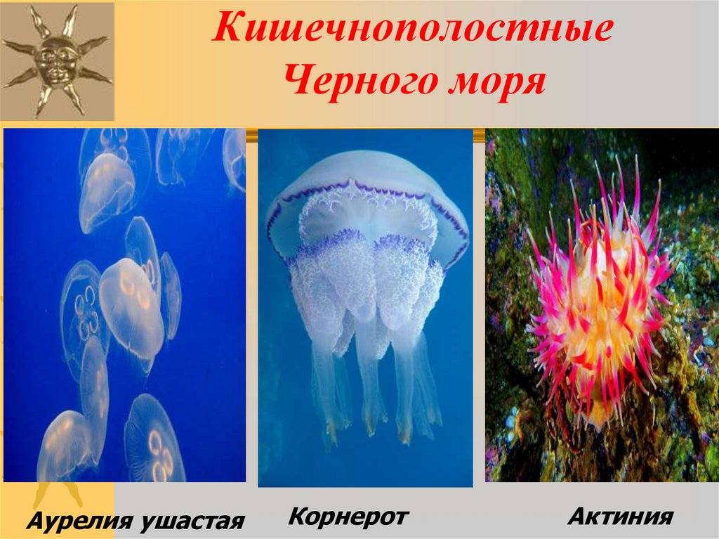 Кишечнополостные Черного моря