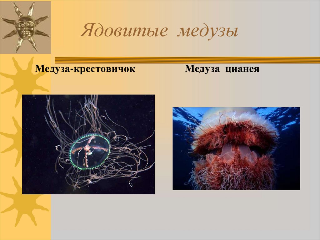 Ядовитые медузы