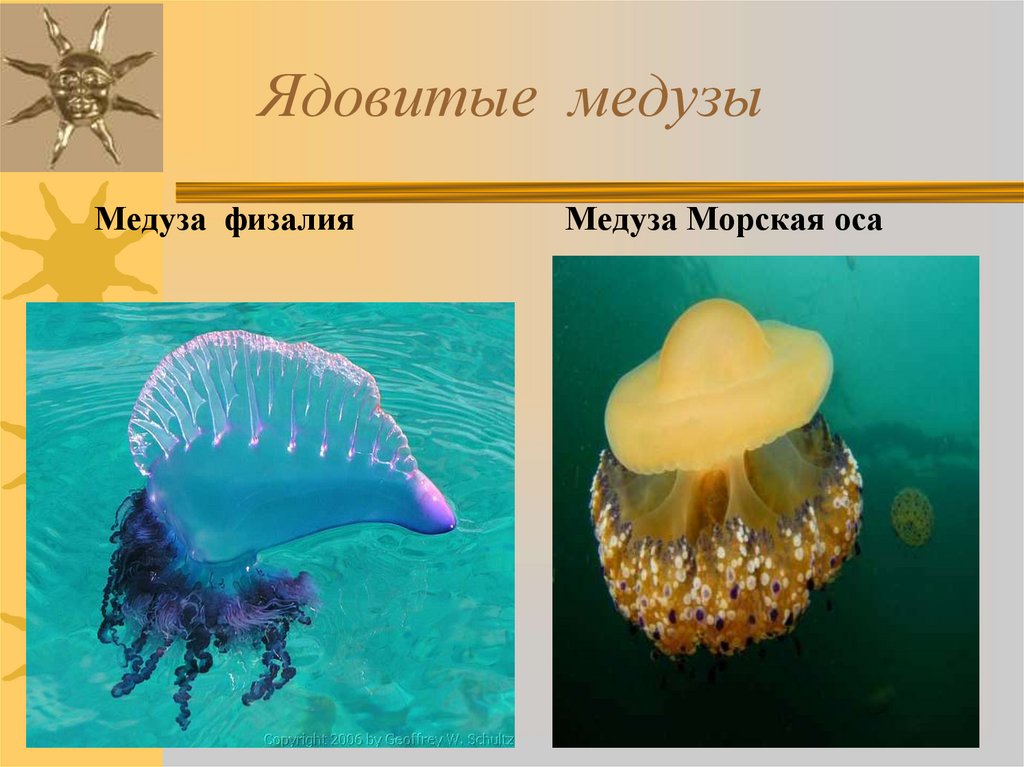 Ядовитые медузы