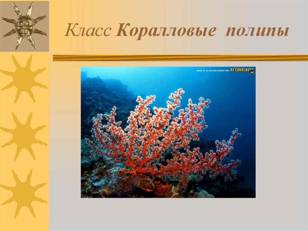 Класс Коралловые полипы
