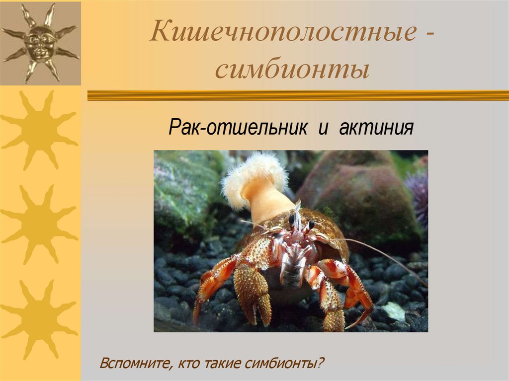 Кишечнополостные - симбионты