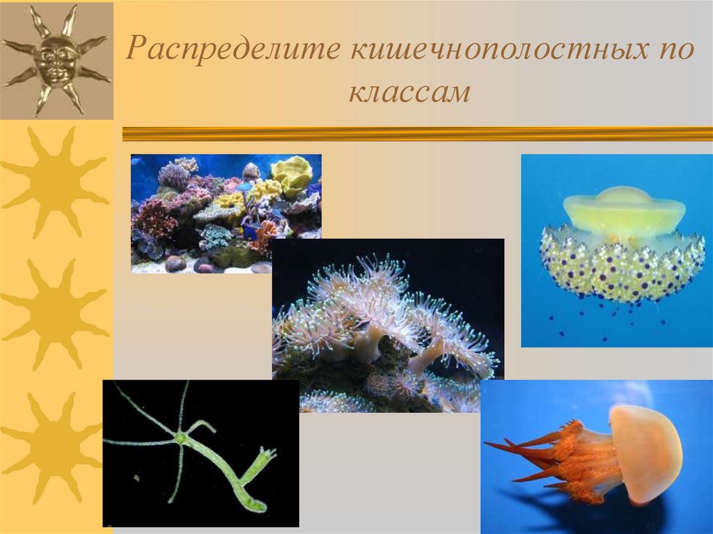 Распределите кишечнополостных по классам