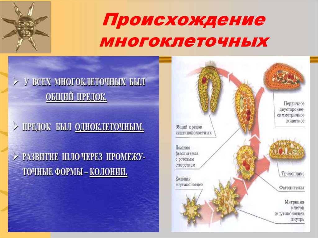 Происхождение многоклеточных