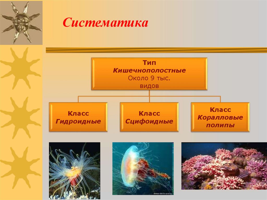 Систематика