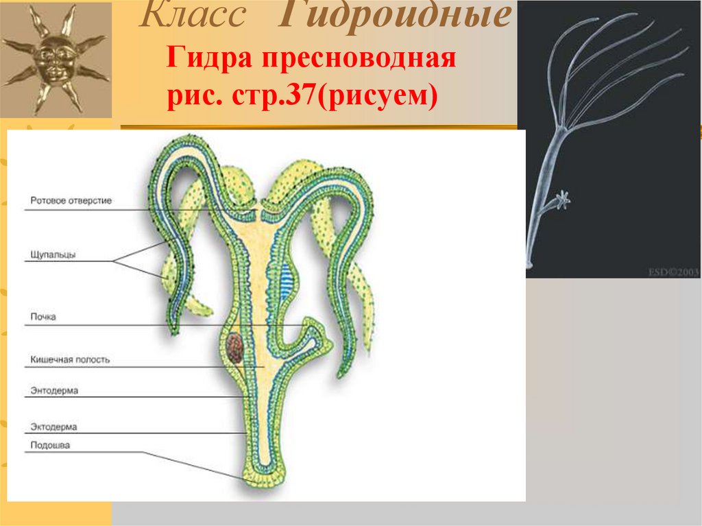 Класс Гидроидные Гидра пресноводная рис. стр.37(рисуем)