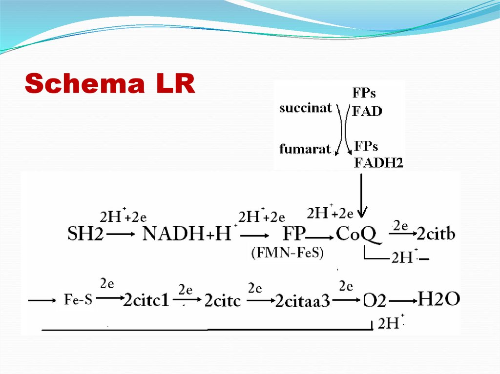 Schema LR