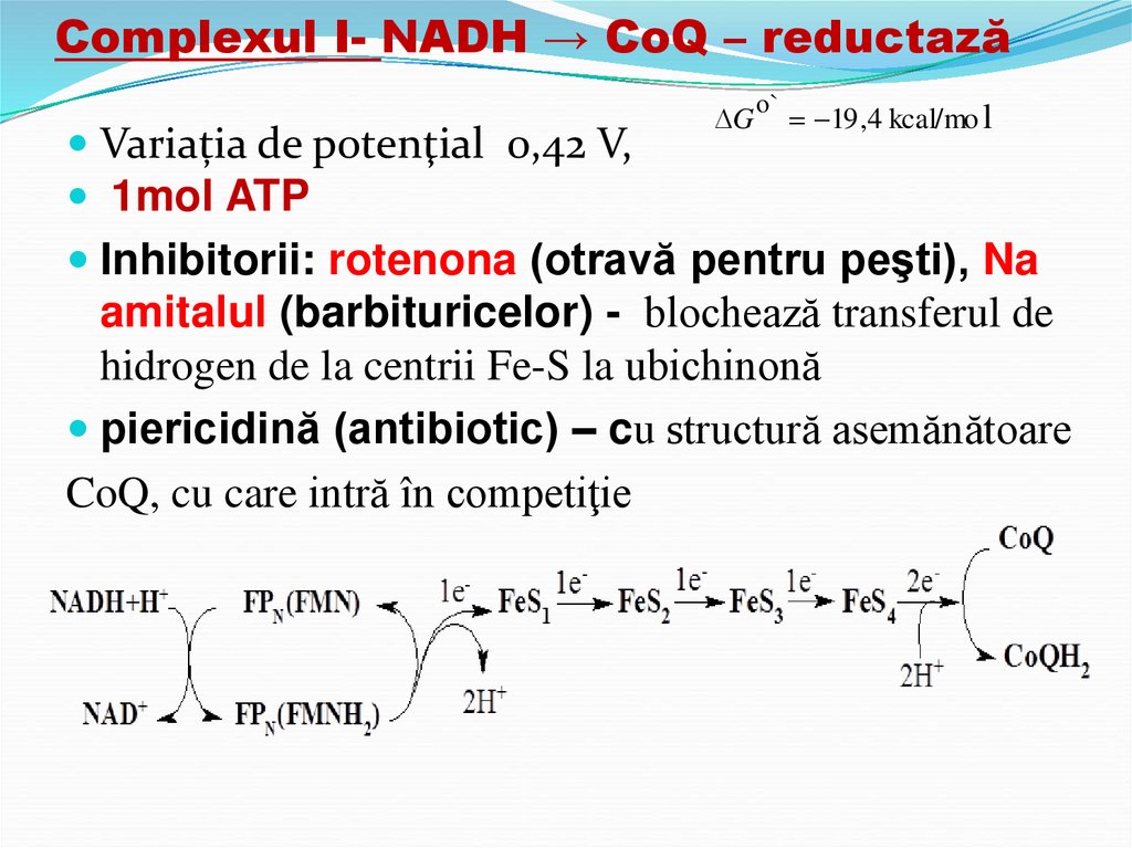 Complexul I- NADH → CoQ – reductază