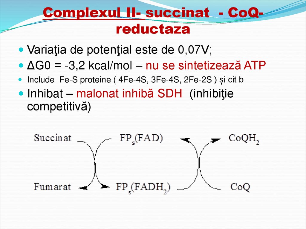 Complexul II- succinat - CoQ-reductaza