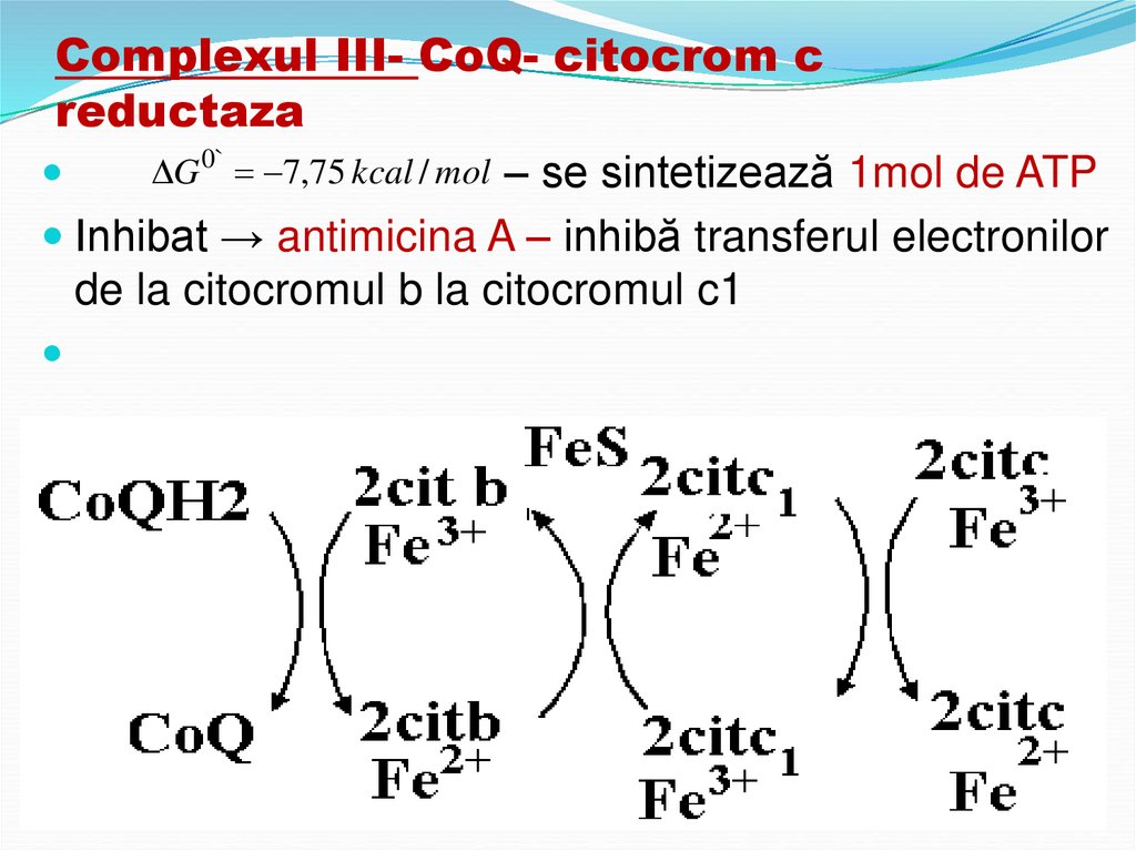 Complexul III- CoQ- citocrom c reductaza