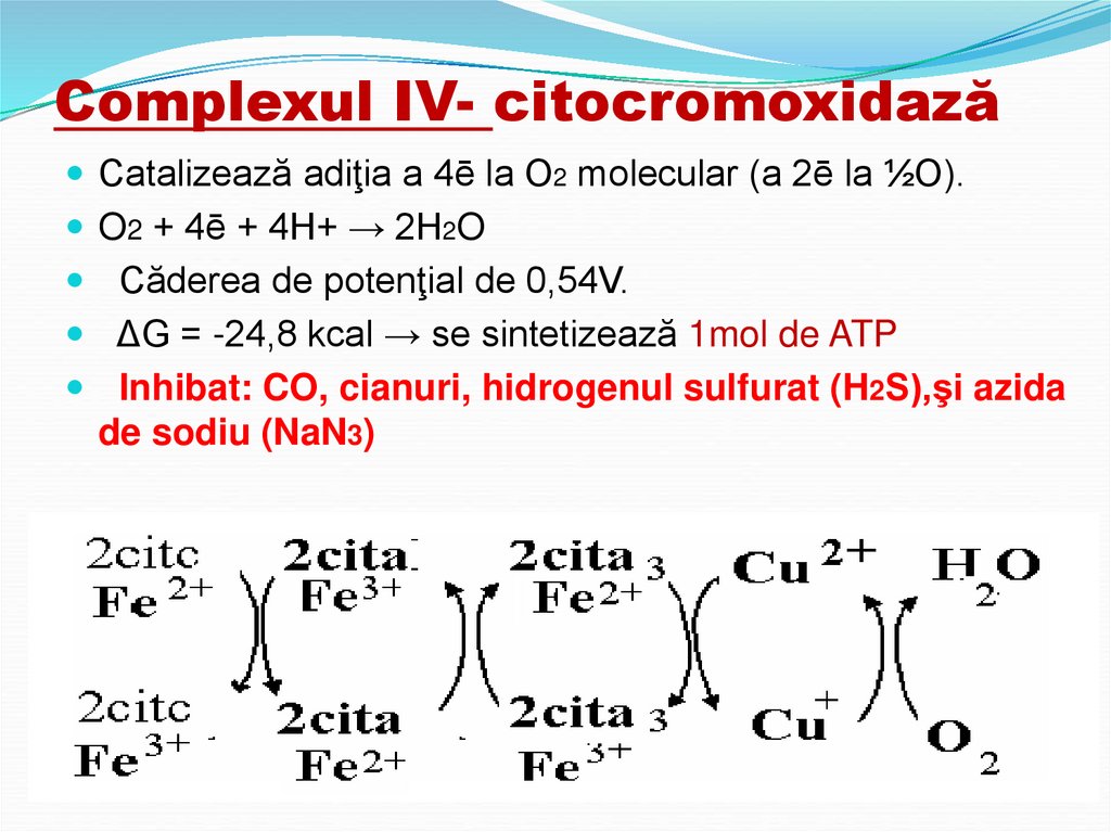 Complexul IV- citocromoxidază