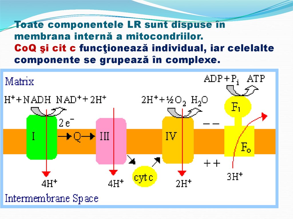 Toate componentele LR sunt dispuse în membrana internă a mitocondriilor. CoQ şi cit c funcţionează individual, iar celelalte