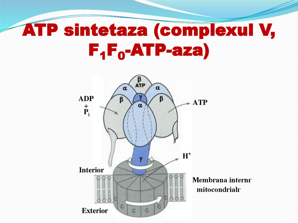 ATP sintetaza (complexul V, F1F0-ATP-aza)