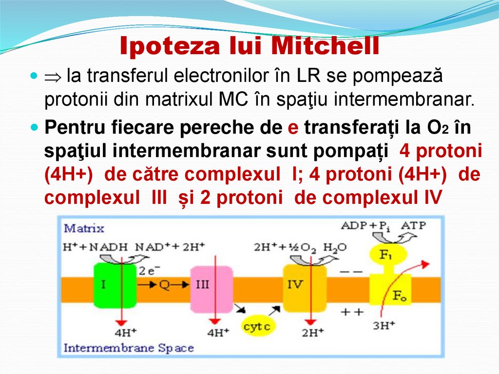 Ipoteza lui Mitchell