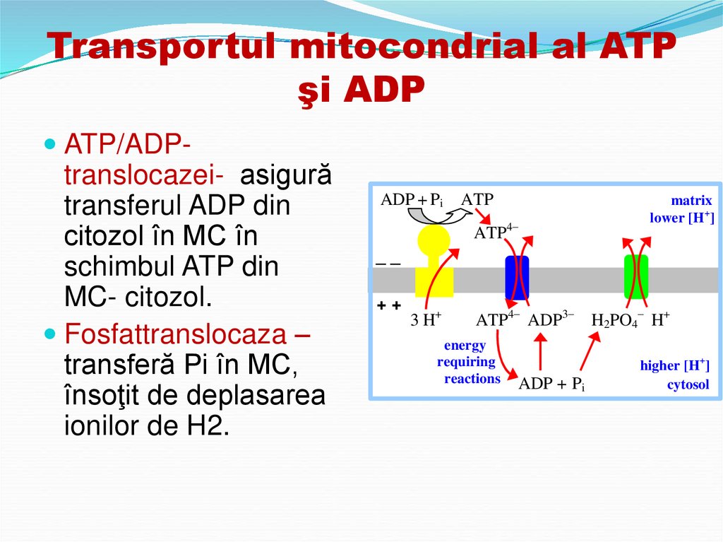 Transportul mitocondrial al ATP şi ADP