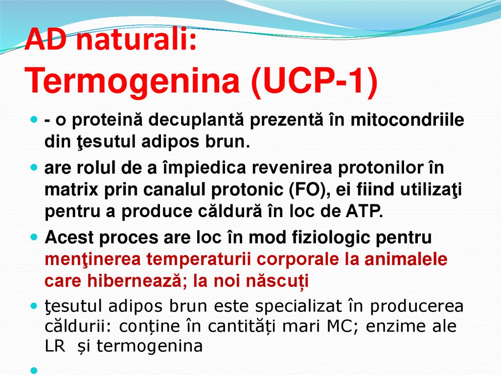 AD naturali: Termogenina (UCP-1)