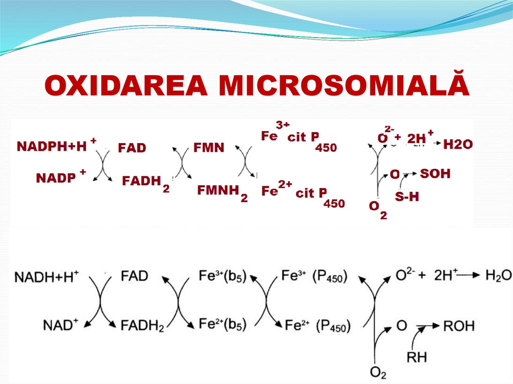 OXIDAREA MICROSOMIALĂ