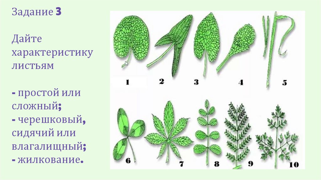 Задание 3 Дайте характеристику листьям - простой или сложный; - черешковый, сидячий или влагалищный; - жилкование.