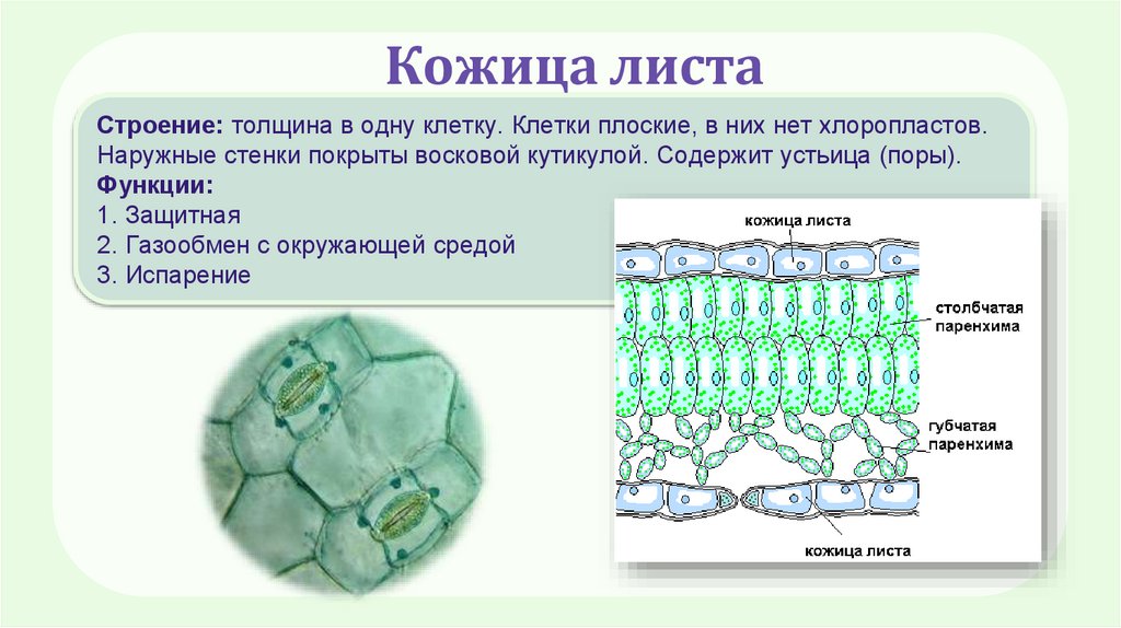 Кожица листа