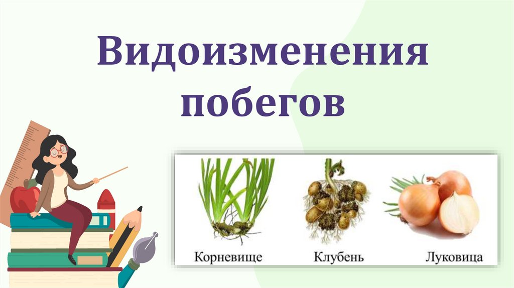 Видоизменения побегов