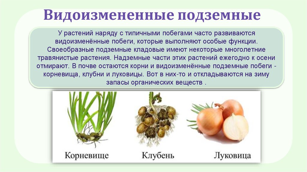 Видоизмененные подземные побеги