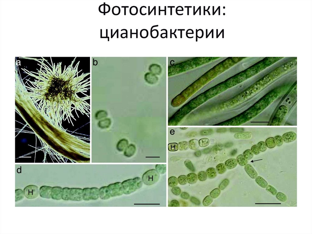 Цианобактерии