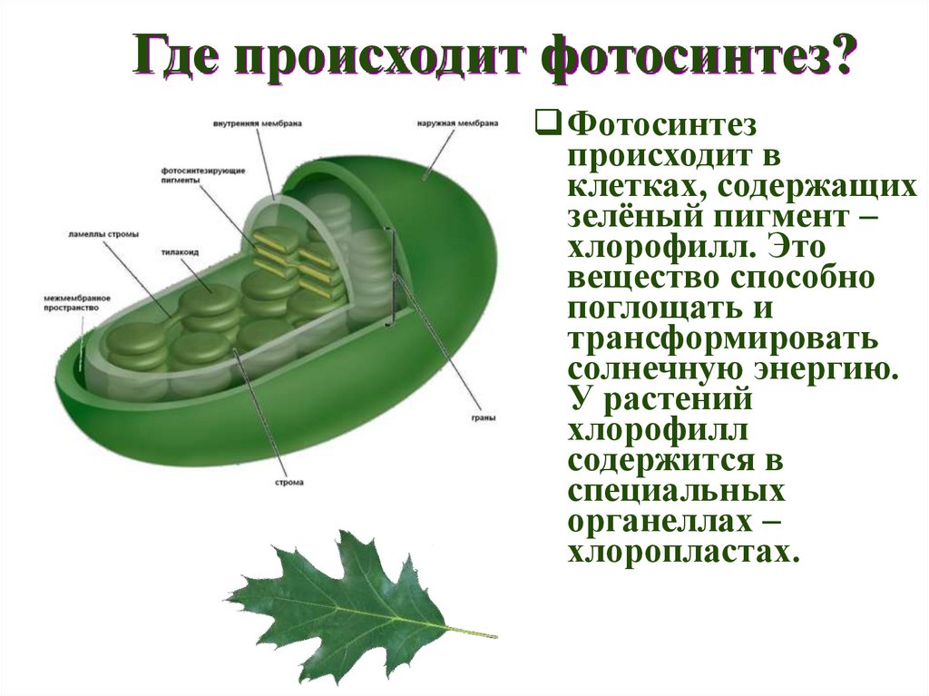 Где происходит фотосинтез?