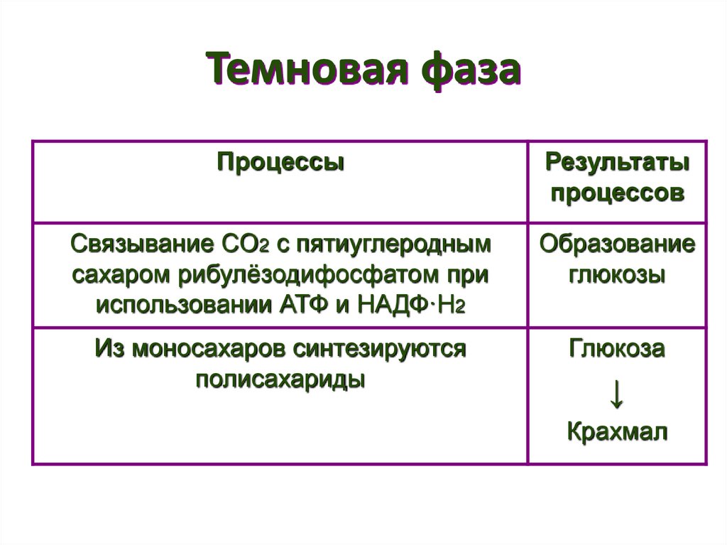 Темновая фаза