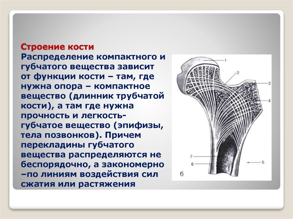 Строение кости Распределение компактного и губчатого вещества зависит от функции кости – там, где нужна опора – компактное