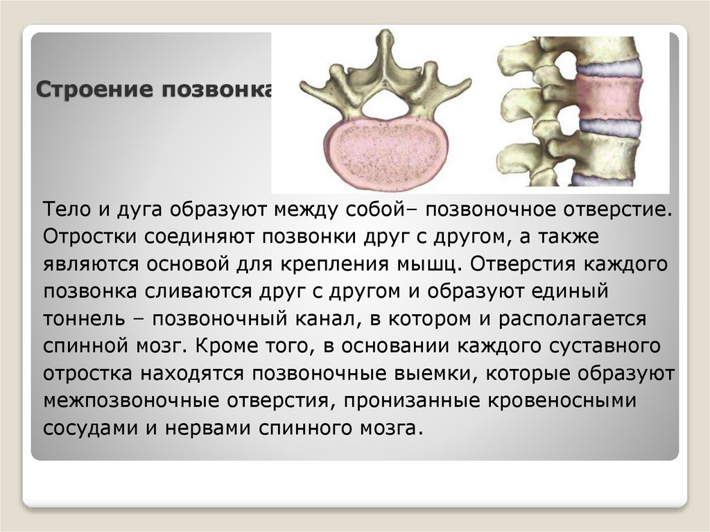 Строение позвонка
