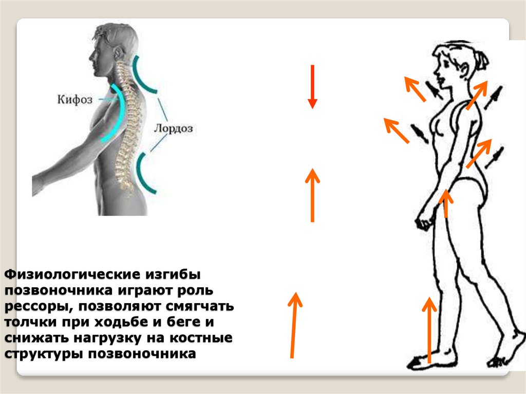 Физиологические изгибы позвоночника играют роль рессоры, позволяют смягчать толчки при ходьбе и беге и снижать нагрузку на