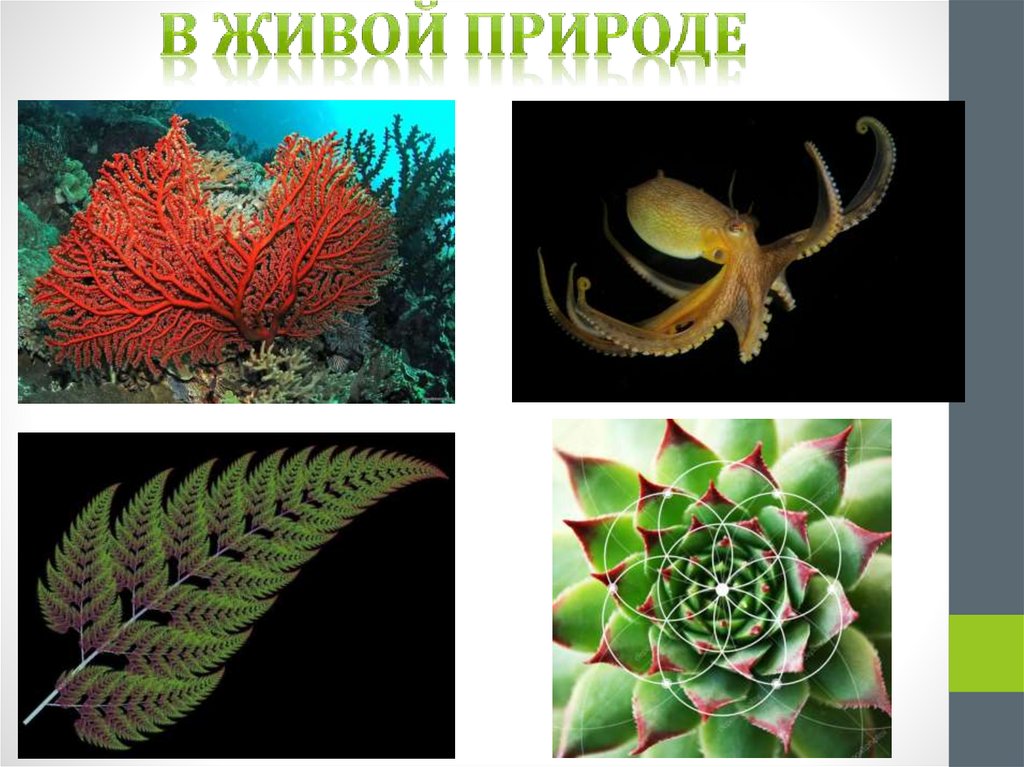 В живой природе