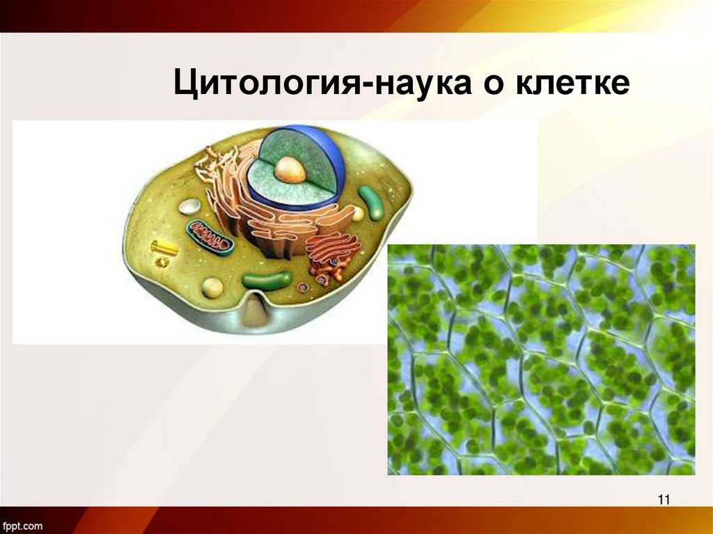 Цитология-наука о клетке