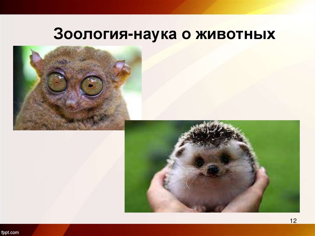 Зоология-наука о животных