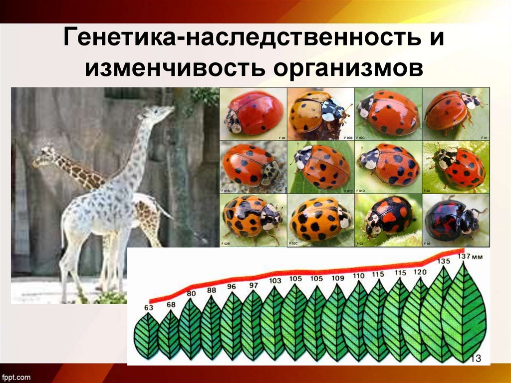 Генетика-наследственность и изменчивость организмов