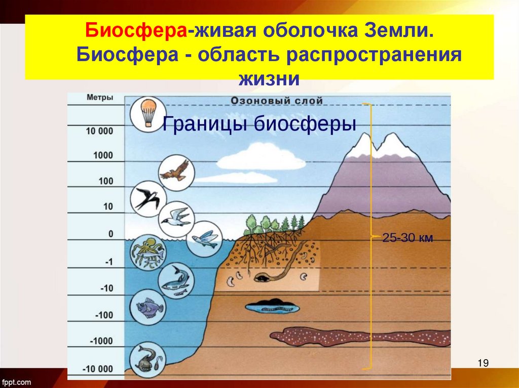 Биосфера-живая оболочка Земли. Биосфера - область распространения жизни