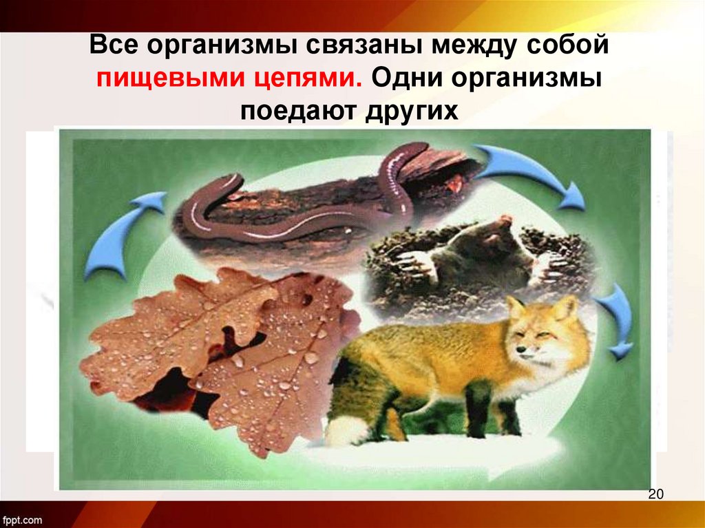 Все организмы связаны между собой пищевыми цепями. Одни организмы поедают других