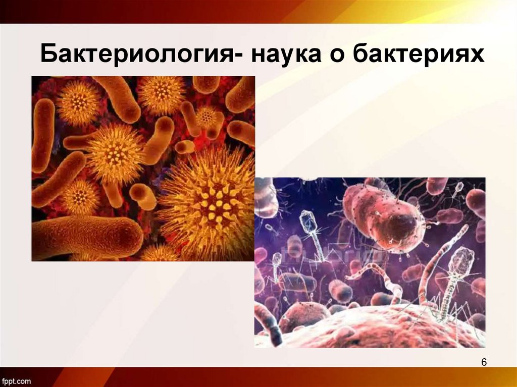 Бактериология- наука о бактериях