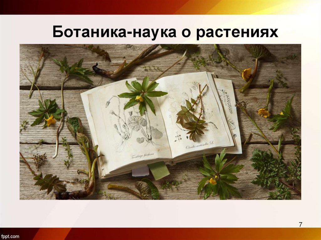 Ботаника-наука о растениях