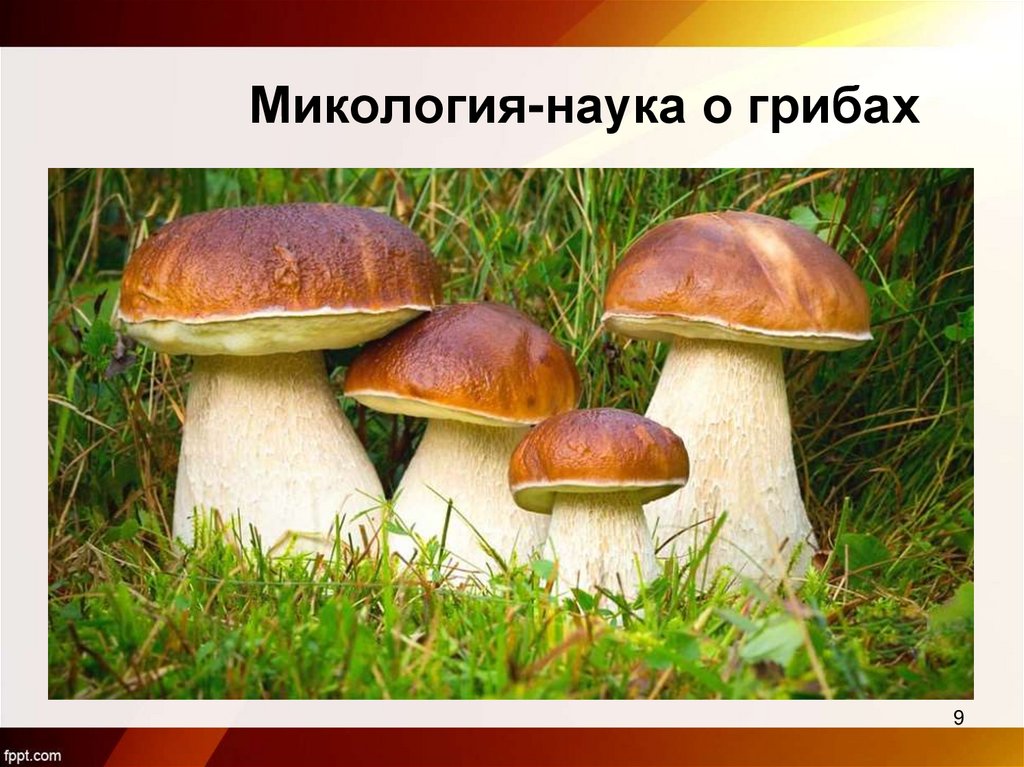 Микология-наука о грибах