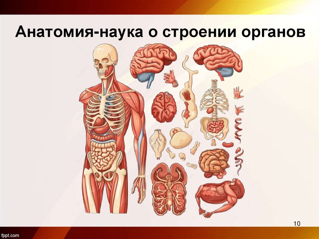 Анатомия-наука о строении органов